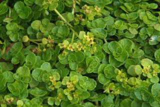 Chrysosplenium oppositifolium Paarbladig goudveil bestellen